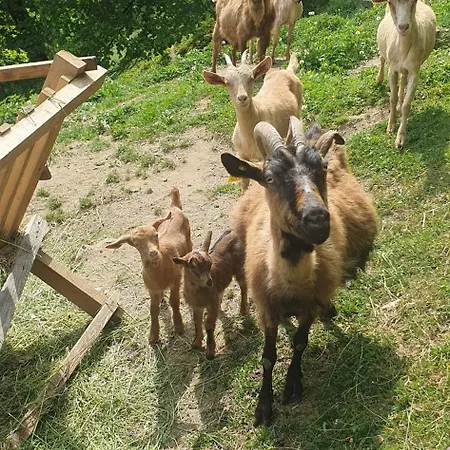Кемпинг Glamping Zeleni Raj